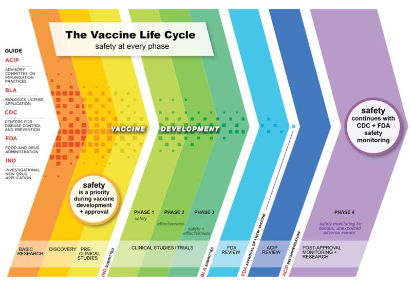 Vaccine-Safety-Process-800x551-1