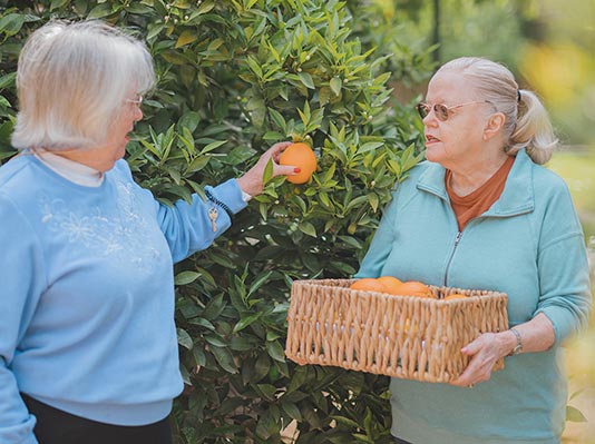 Senior Plucking Oranges