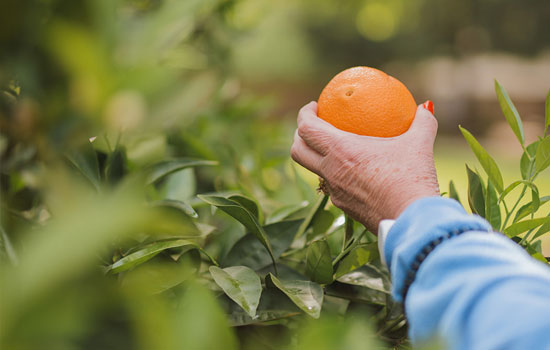 Senior picking orange for promotioms